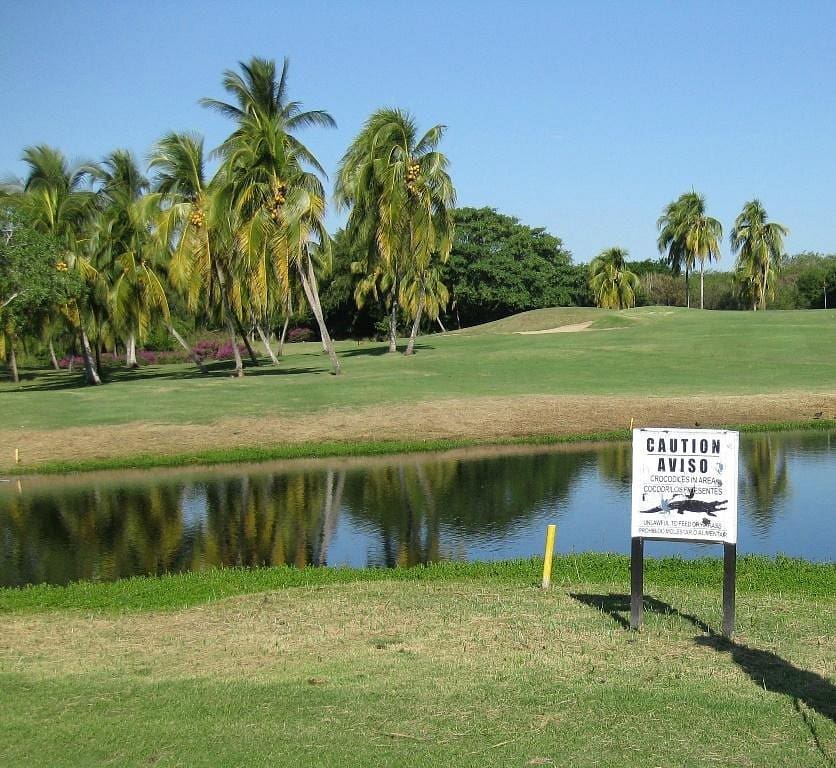 flamingos golf