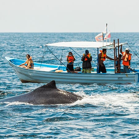 tour avistamiento de ballenas
