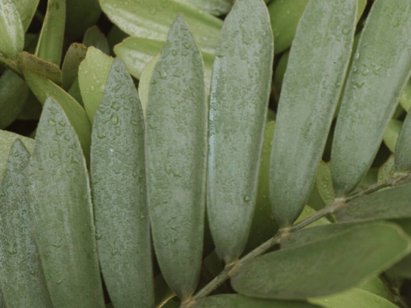 2023 bucerias FB9A5254